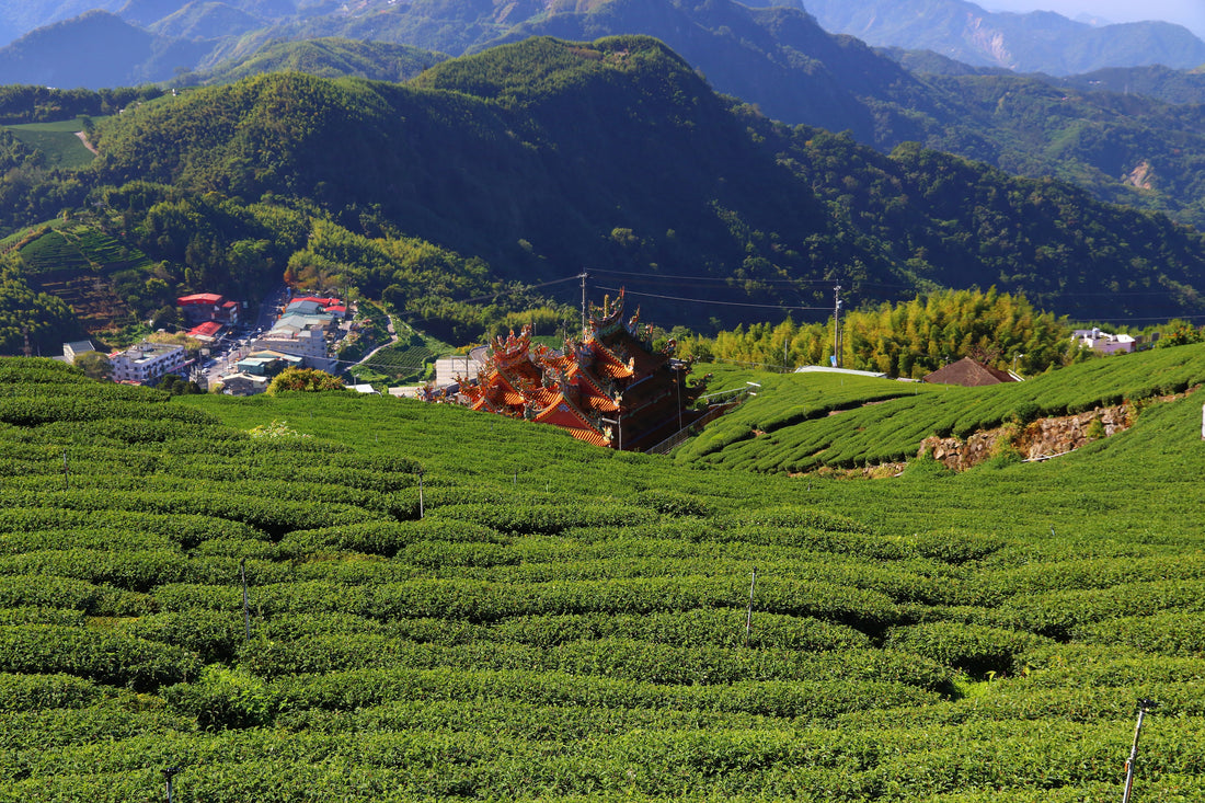 What Is Alishan High Mountain Tea?